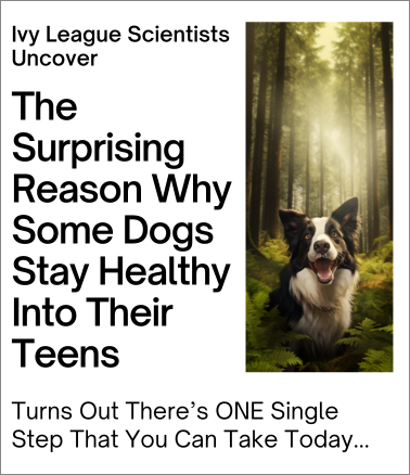 Why some dogs stay healthy into their teens