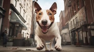 Does a Bull Terrier shed a lot?