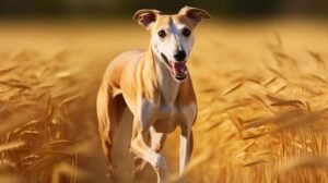 Is Whippet a healthy dog?