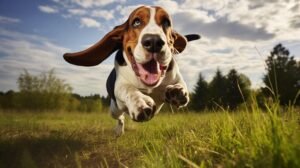 Is a Basset Hound a dangerous dog?