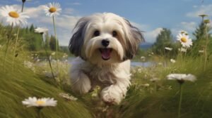 Is a Havanese a good family dog?