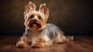 Is Australian Silky Terrier the smartest dog?