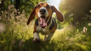 Is Walker Coonhound a friendly dog?