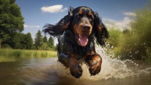 Is a Gordon Setter a good pet?