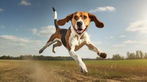 Is an American Foxhound a friendly dog?