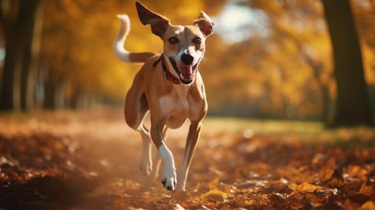 Which fruit is best for a Whippet?