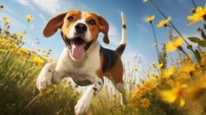 Is an English Foxhound easy to train?