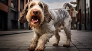 What foods does a Spinone Italiano love?